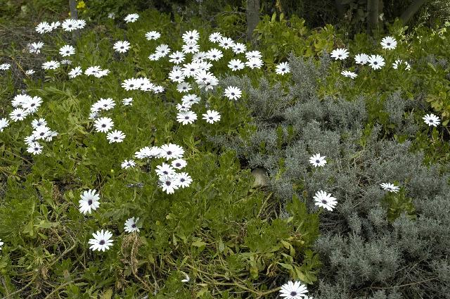 Daisies1913 