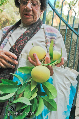 Former resident at her home picking grapefruit