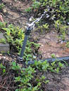 Sprinkler, Ariel--settlements use 5 times the water of Palestian villages