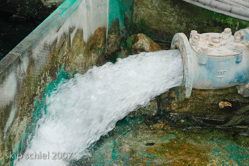 Water pumped from a well