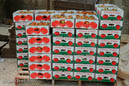 Tomato cooperative, Wadi Fara'a, village of Tamaun