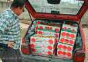 Farmers bringing in tomatoes from greenhouse cultivation