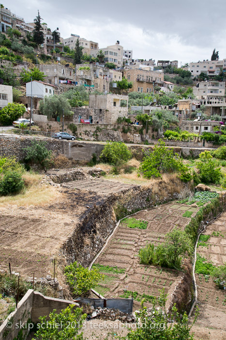 Palestine-Battir-Terraces-6095
