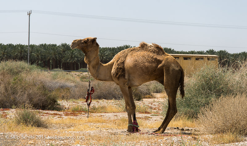 Dead Sea-_DSC9424