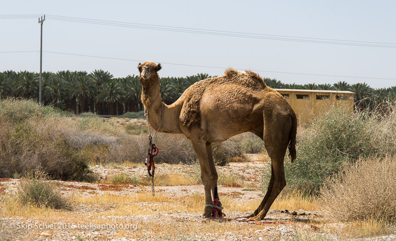 Dead Sea-_DSC9425