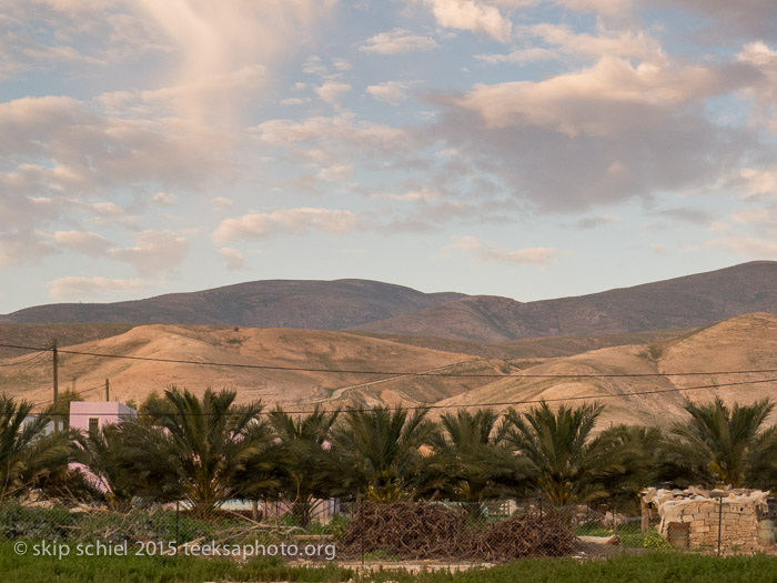 Palestine Israel-Jordan Valley-Freedom Bus-Freedom Theater-olive trees-2442