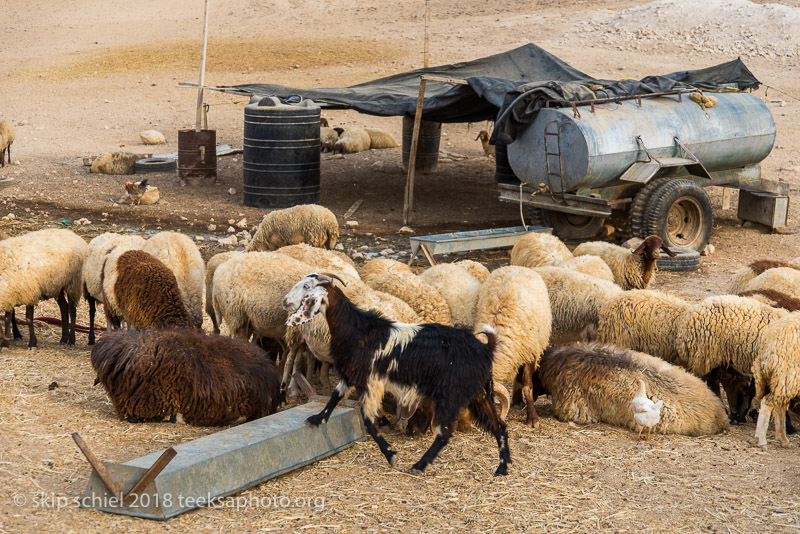 Palestine-Bedouin-refugee_DSC0885