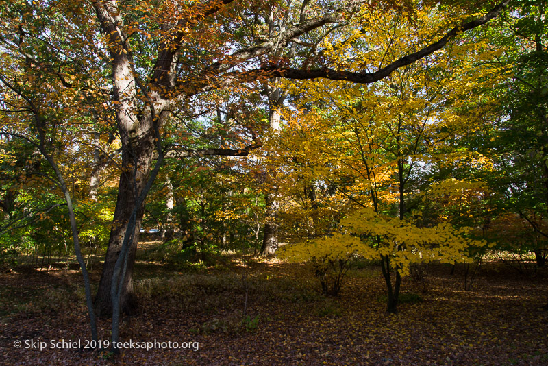 Arboretum-Boston_DSC5299