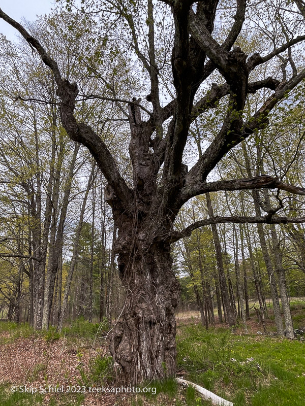 Quabbin-Agape-Teeksa_IMG_8506