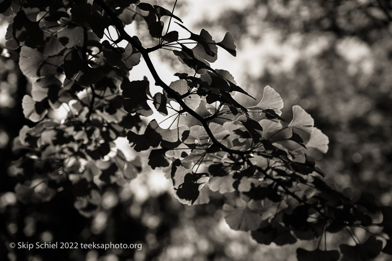 Chronicle-Teeksa-Schiel_Mt Auburn Cemetery-Skip Schiel-Teeksa_SST2056