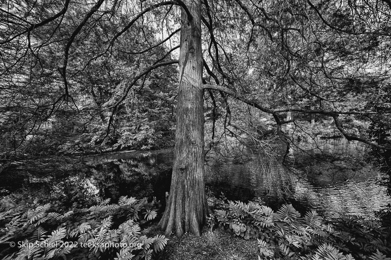 Chronicle-Teeksa-Schiel_Mt Auburn Cemetery-Skip Schiel-Teeksa_SST2106-Edit