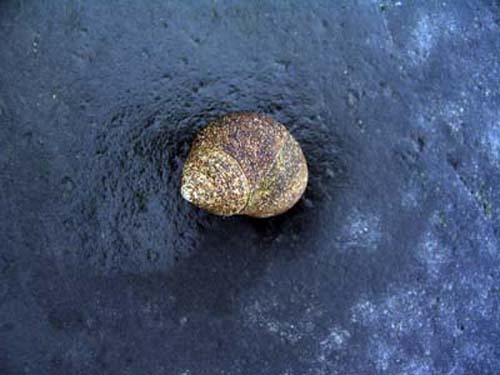 SnailBlueRock
