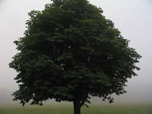 TreeFog