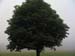 TreeFog