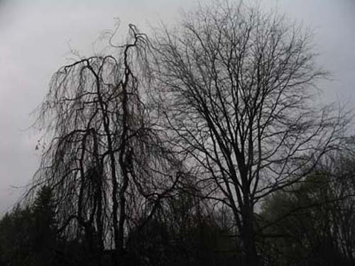 TwoTrees