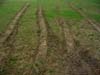 Ruts