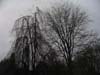 TwoTrees
